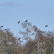 Ibis falcinelles au dessus du marais de la Vergne